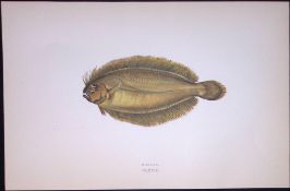 Megrim Cornish Sole Fish Scarce Antique 1877 J. Couch Woodblock Engraving-172