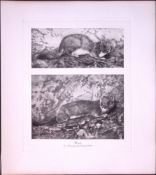 Polecat In Attack Mode Rare Limited-Edition J.G. Millais Antique Print.
