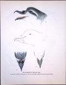 Wilson's Birds of the Antarctic Vintage Broad Billed Prion Illustrations.