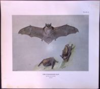 The Whiskered Bat Rare 121 Years-Old Limited-Edition Coloured Antique Print