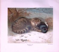 The Wild Cat Rare 121 Years-Old Limited-Edition Coloured Antique Print