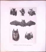 Whiskered & Bechstein’s Bats Rare Limited-Edition J.G. Millais Heliogravure Print.