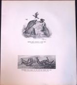 Seals Ascending Steep Rock Rare Limited-Edition J.G. Millais Antique Print.