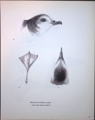 Wilson's Birds of the Antarctic Vintage Petrel Seabird Illustrations 9.