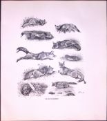 The Fox Movement Rare 121 Years-Old Limited-Edition J.G. Millais Antique Print.