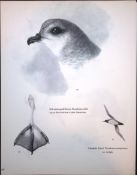 Wilson's Birds of the Antarctic Vintage Petrel Seabird Illustration-1