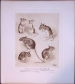 Varieties & Sub Species The Mouse Rare Limited-Edition Antique Print-