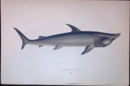 Broad-Headed Gazer Shark Scarce Antique 1877 J. Couch Woodblock Engraving-159