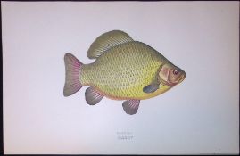 Crucian Fish Scarce Antique 1877 J. Couch Woodblock Engraving-131