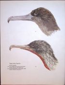 Wilson's Birds of the Antarctic Vintage Frigate Bird Illustrations.