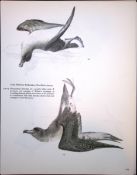 Wilson's Birds of the Antarctic Vintage Petrel Seabird Illustrations 7.