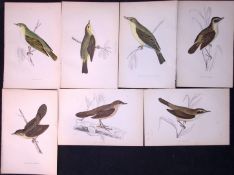 Job-Lot Rev Morris The Warbler Family Breed Antique Lithographs 14.