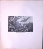 Long Eared Bats Hunting For Food Rare Limited-Edition J.G. Millais Antique Print.