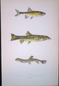 Minnow & Loach Fish Scarce Antique 1877 J. Couch Woodblock Engraving-136