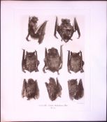 Noctule & Leisters Bats Rare Limited-Edition J.G. Millais Heliogravure Print.