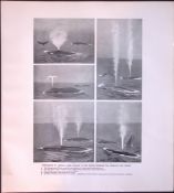 Various Large Whales Rare Limited-Edition J.G. Millais Antique Print.