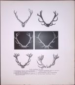 British Red Deer Antlers Rare 121 Years-Old Limited-Edition JG Millais Antique Print.