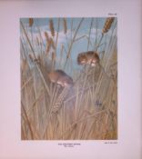 The Harvest Mouse Rare Limited-Edition J.G. Millais Antique Print.