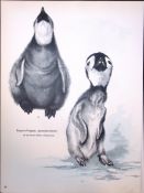 Wilson's Birds of the Antarctic Vintage Emperor Penguins Illustrations 6.