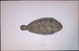 Variegated Sole Fish Scarce Antique 1877 J. Couch Woodblock Engraving-180