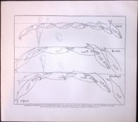 Humpbacked Whale Movements Rare Limited-Edition J.G. Millais Antique Print.