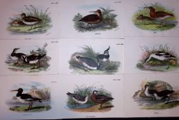 Job-Lot Rev Morris Woodcock, Snipe, Ruff, Lapwing, 1888 Antique Lithographs-35.