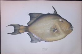Filletfish Scarce Antique 1877 J. Couch Woodblock Engraving-153