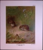 The Common Field-Vole Rare Limited-Edition Coloured Antique Print