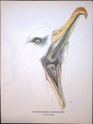 Wilson's Birds of the Antarctic Vintage The Albatross Family Illustrations 2.