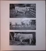 Chillingham & Cadzow Bull Rare Limited-Edition J.G. Millais Antique Print.