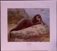 The Otter Rare 121 Years-Old Limited-Edition Coloured Antique Print