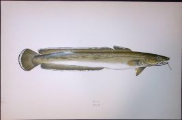 Common Ling Fish Scarce Antique 1877 J. Couch Woodblock Engraving-195
