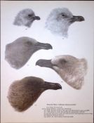 Wilson's Birds of the Antarctic Vintage The Skua Species Illustrations 1.
