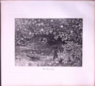 Shrews At Play Being Hunted Rare Limited-Edition J.G. Millais Antique Print.