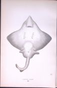 Flapper Skate Fish Scarce Antique 1877 J. Couch Woodblock Engraving-99