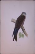 Black Kite Rev Morris Antique History of British Birds 130 Years-Old Engraving-19