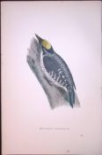3-Toed Woodpecker Rev Morris Antique History of British Birds 130 Years-Old Engraving-48
