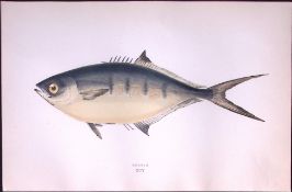 Derbio Fish Scarce Antique 1877 J. Couch Woodblock Engraving-229