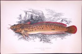 Three Bearded Rockling Fish Antique 1877 J. Couch Woodblock Engraving-80