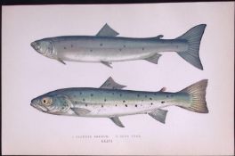 Slender & Blue Pole Salmon Antique 1877 J. Couch Woodblock Engraving-42