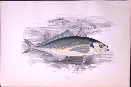 Scad Fish Scarce Antique 1877 J. Couch Woodblock Engraving-217