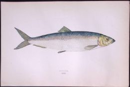 Herring Fish Scarce Antique 1877 Johnathan Couch Woodblock Engraving-33