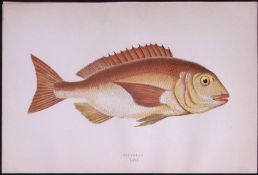 Gilthead Fish Scarce Antique 1877 Johnathan Couch Woodblock Engraving-57