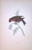 Redpoll Rev Morris Antique History of British Birds 130 Years-Old Engraving-59