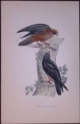 Orange Legged Hobby Rev Morris Antique History of British Birds 130 Years-Old Engraving-23