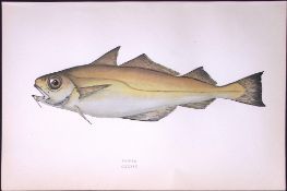 Power Fish Scarce Antique 1877 Johnathan Couch Woodblock Engraving-87