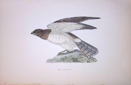 Hen Harrier Rev Morris Antique History of British Birds 130 Years-Old Engraving-30