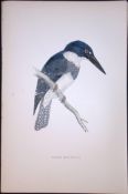 Belted Kingfisher Rev Morris Antique History of British Birds 130 Years-Old Engraving-33