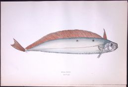 Deal Fish Antique 1877 J. Couch Woodblock Scarce Engraving-246