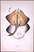 Bordered Ray Fish Scarce Antique 1877 J. Couch Woodblock Engraving-105